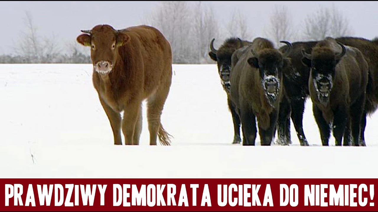 Krowa-demokrata