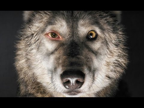 O filmie „POKOT”, aferze TVN – „Wafel SS” i roszczeniach!