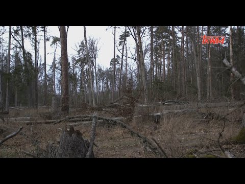 Puszcza Białowieska – leśne cmentarzysko