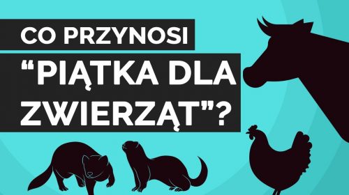 Co przynosi „piątka dla zwierząt”?